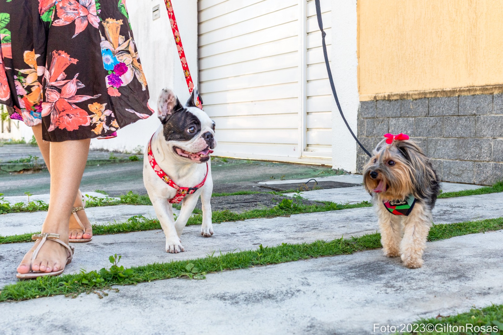 É Lei: Programa Adote um Totem Pet será implementado em Aracaju